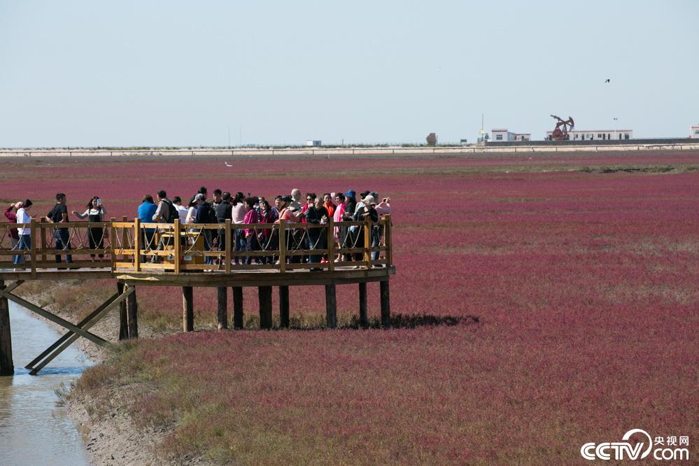 央视网：【新时代东北振兴】滩红苇绿 稻蟹飘香 看辽宁盘锦的“醉