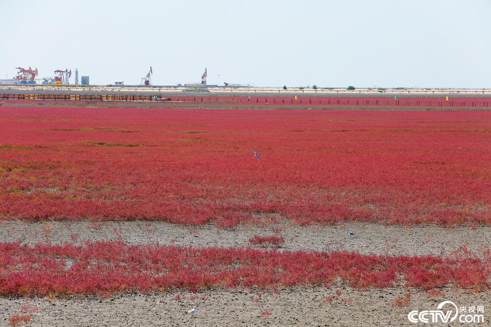 央视网：【新时代东北振兴】滩红苇绿 稻蟹飘香 看辽宁盘锦的“醉