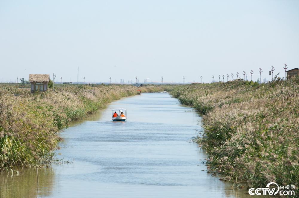 央视网：【新时代东北振兴】滩红苇绿 稻蟹飘香 看辽宁盘锦的“醉