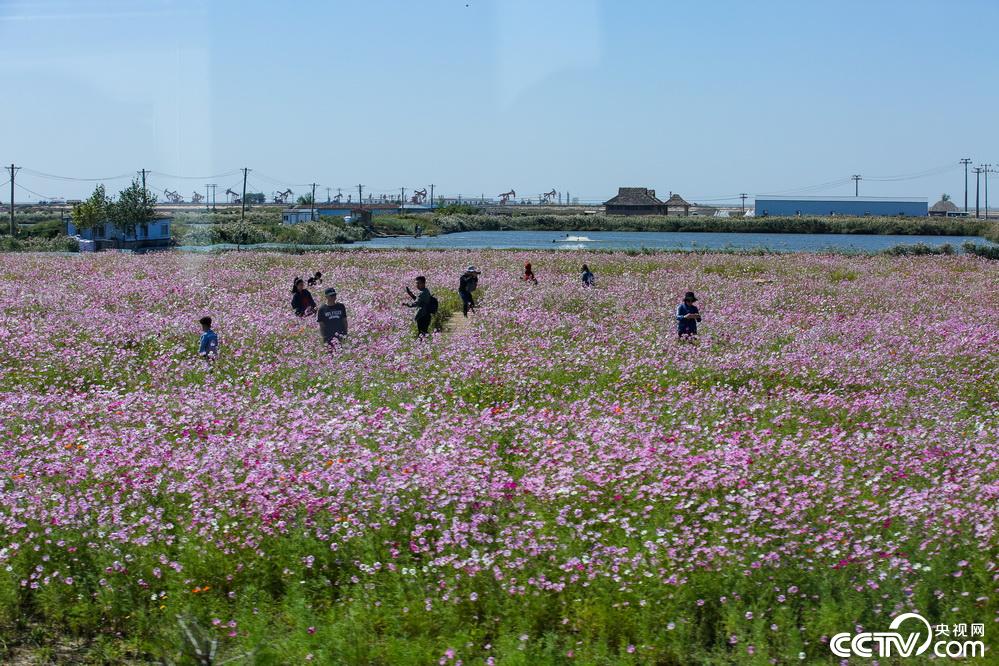 央视网：【新时代东北振兴】滩红苇绿 稻蟹飘香 看辽宁盘锦的“醉
