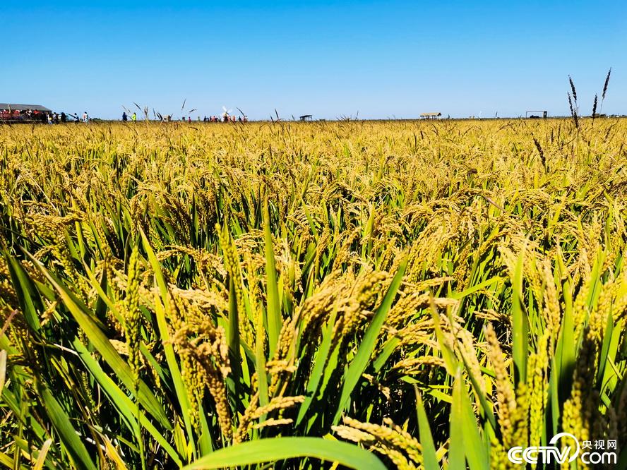 央视网：【新时代东北振兴】滩红苇绿 稻蟹飘香 看辽宁盘锦的“醉