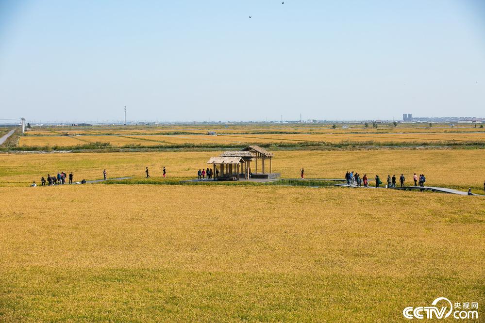 央视网：【新时代东北振兴】滩红苇绿 稻蟹飘香 看辽宁盘锦的“醉
