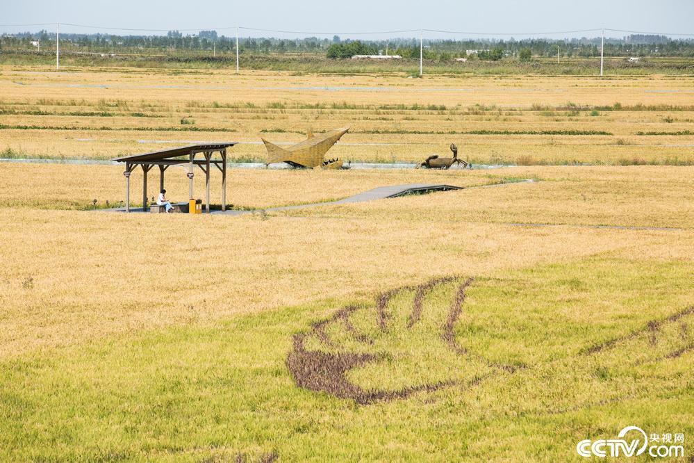 央视网：【新时代东北振兴】滩红苇绿 稻蟹飘香 看辽宁盘锦的“醉