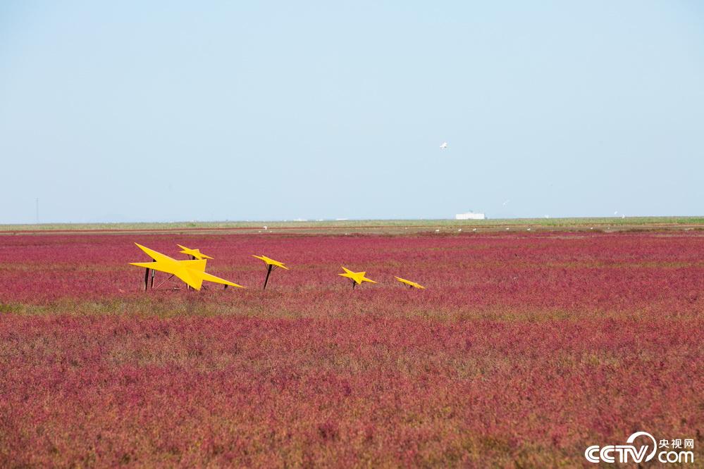 央视网：【新时代东北振兴】滩红苇绿 稻蟹飘香 看辽宁盘锦的“醉