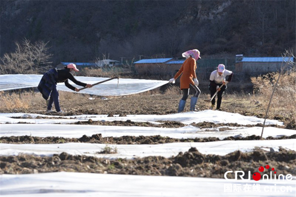 图片默认标题_fororder_4、养殖基地利用闲置土地种植玉米