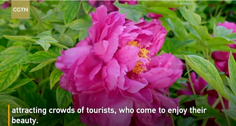 Peonies bloom in China's Luoyang_fororder_微信截图_20230307101934