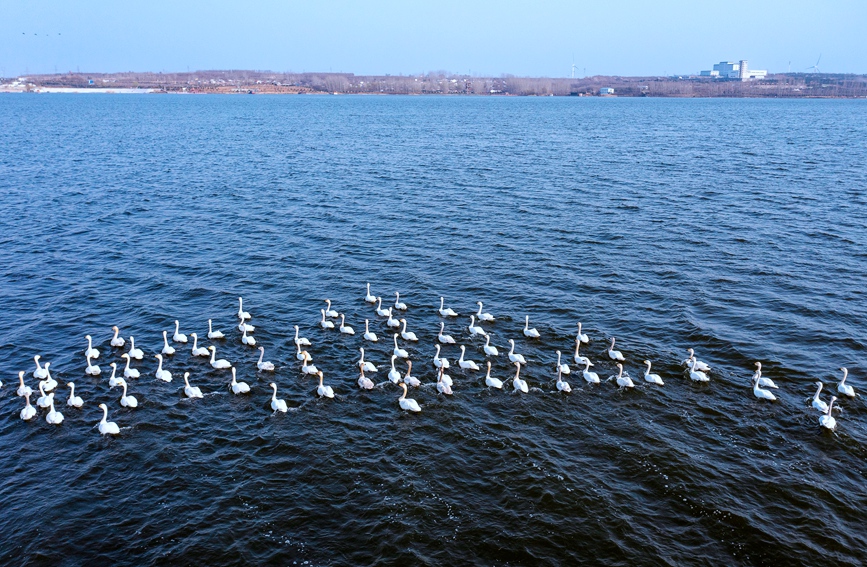 河南安阳：百余只天鹅到访汤河国家湿地公园
