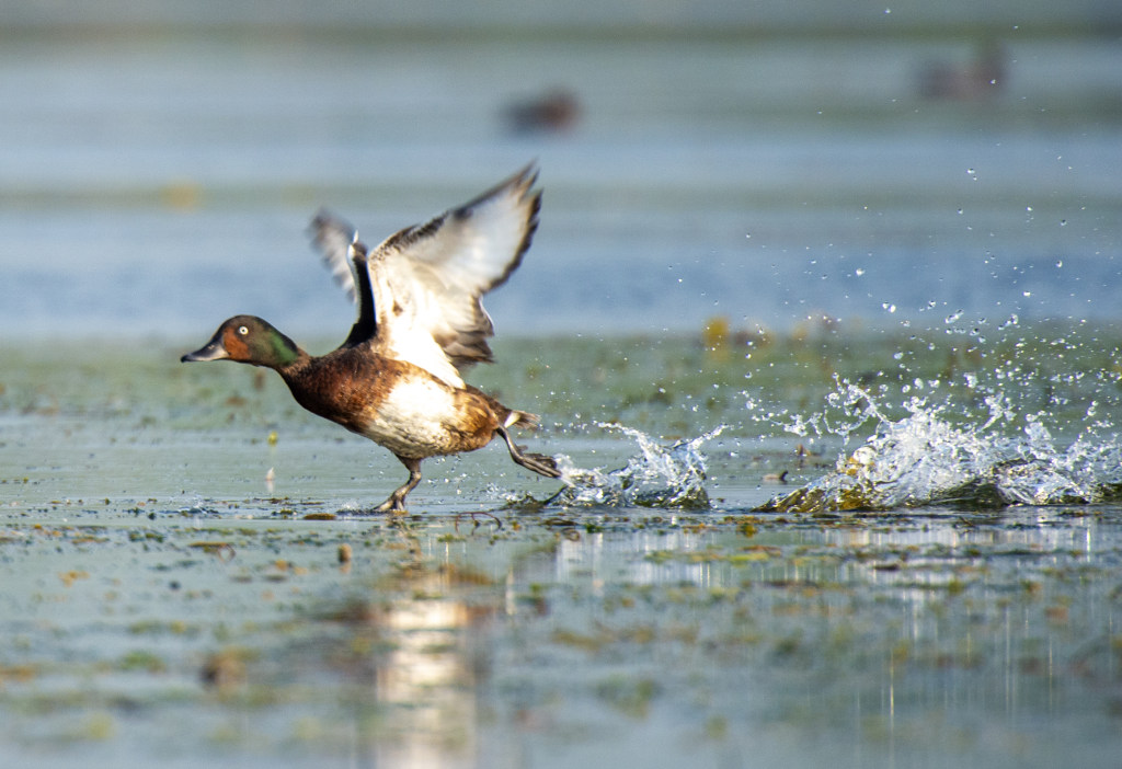 【中首图】白洋淀:华北明珠 鸟类天堂