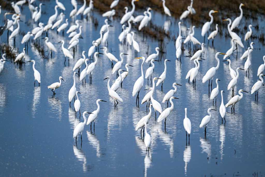 【中首图】白洋淀:华北明珠 鸟类天堂