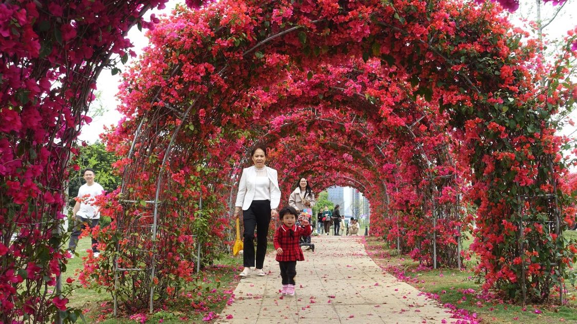 广西:木棉花开映黔江 青山绿水如画廊
