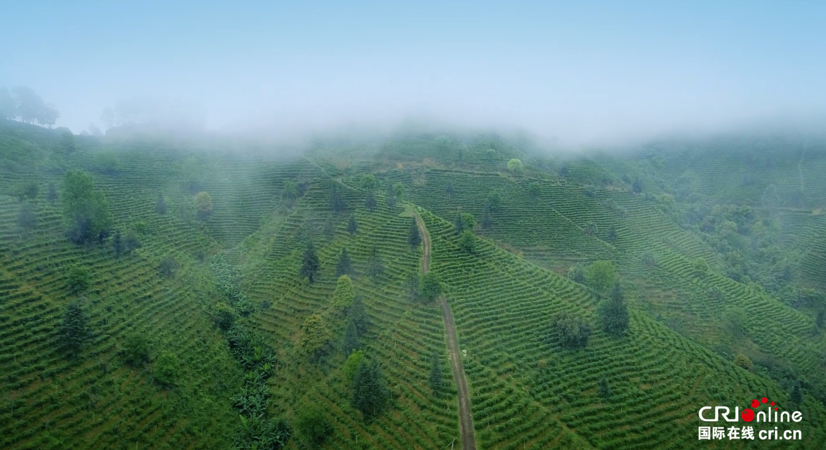 从“侨销茶”到“俏销茶” 非遗“古董”茶的致富经_fororder_图4(位于广西梧州苍梧县六堡镇的茶园)