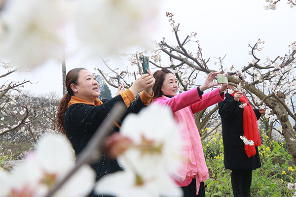 泸州古蔺:千亩樱桃花开 浪漫迎春来_fororder_樱桃花吸引游客顿足拍照(摄影:张磊)