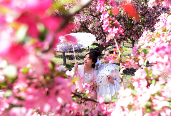 (原创)河北邯郸:千亩海棠花盛放美如画_fororder_河北邯郸:千亩海棠花盛放美如画320