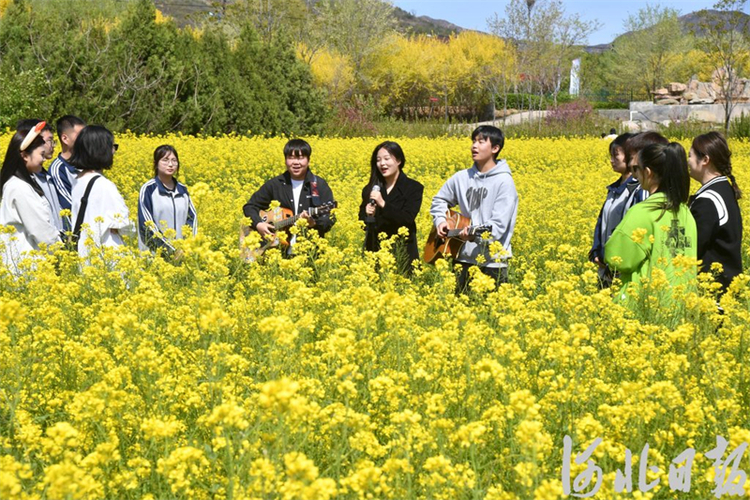 石家庄的油菜花海已上线,满目金黄,快来打卡_fororder_3