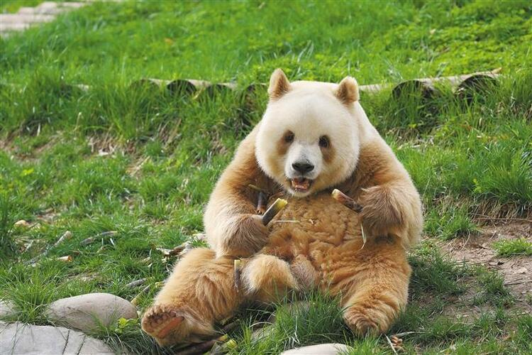 【陕耀国际·21期】陕西熊猫“七仔”海外走红 外国网友：原来熊猫真的能拍“彩色”照片