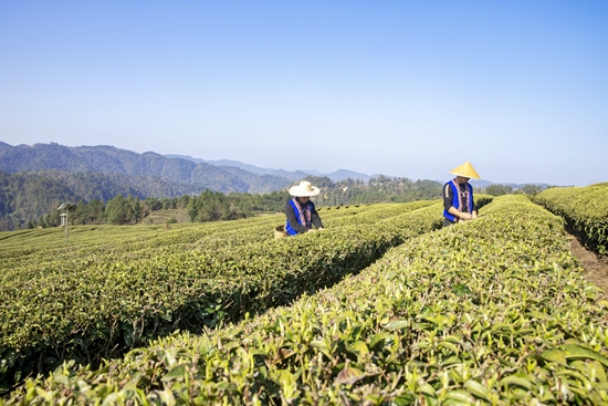 （供稿）贵州独山：加强茶园管护 促进茶叶品牌和文化不断提升_fororder_微信图片_20230313144905