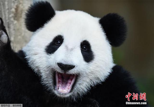 马来西亚大熊猫暖暖欢度生日 挥手卖萌狂圈粉(组图)