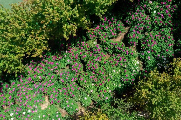 300亩牡丹盛开,秦汉文旅艺术节启动_fororder_图片3