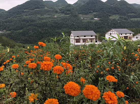 【CRI专稿 列表】重庆奉节：“诗•橙”山水促扶贫“开花结果”