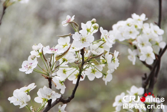 图片默认标题_fororder_未标题-8