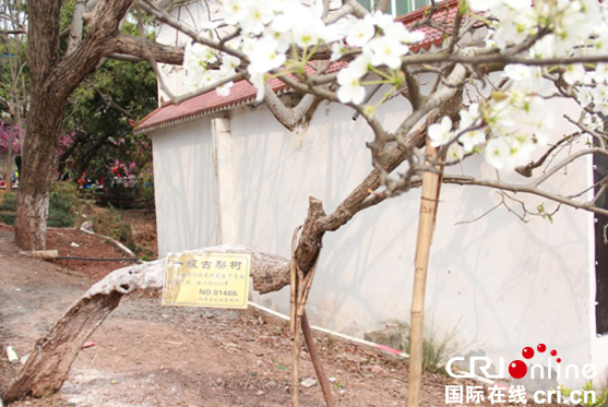 图片默认标题_fororder_未标题-7