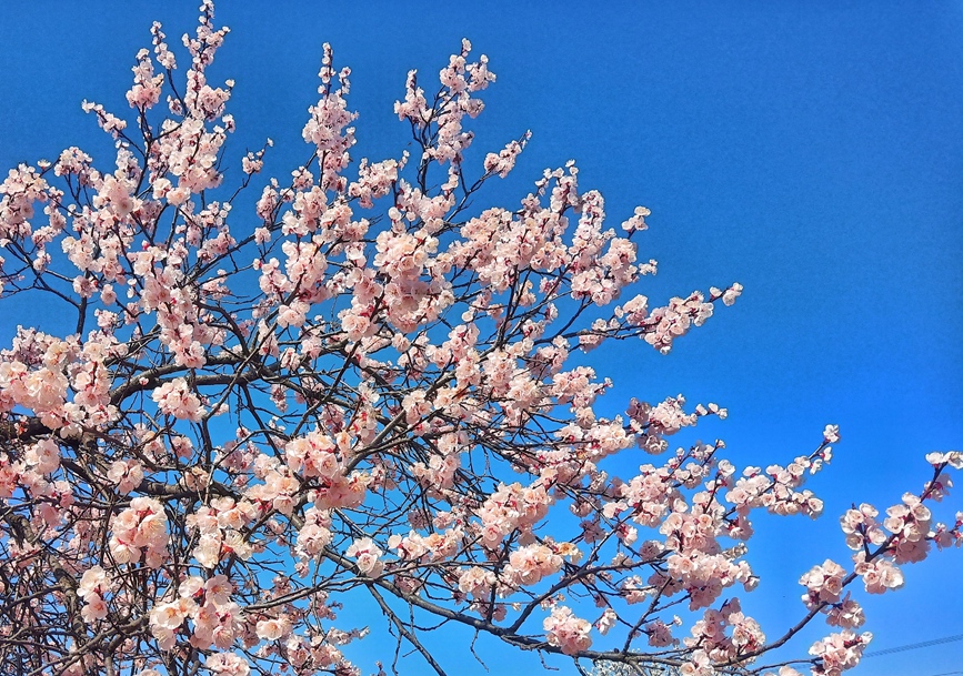 三门峡灵宝:明清古杏林 风吹十里香