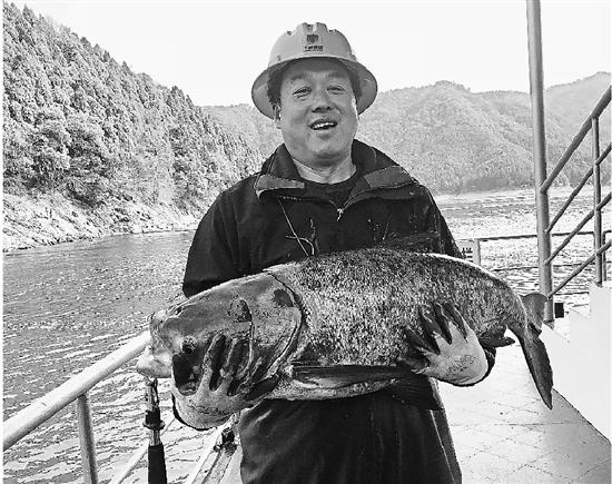 千岛湖开春第一网捕鱼5万斤 每条有20斤左右