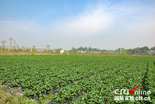 图片默认标题_fororder_草莓种植