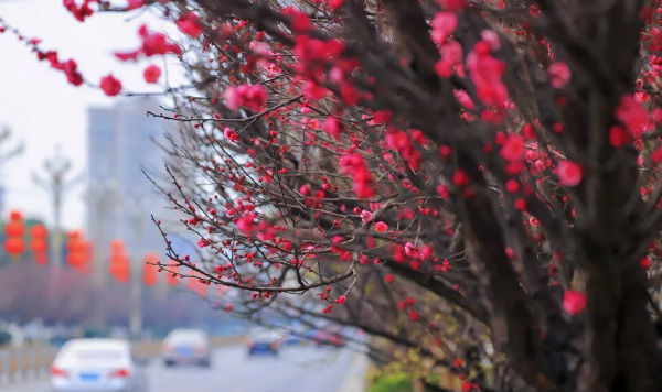 (转载)花重锦城,崇州独占三分春色