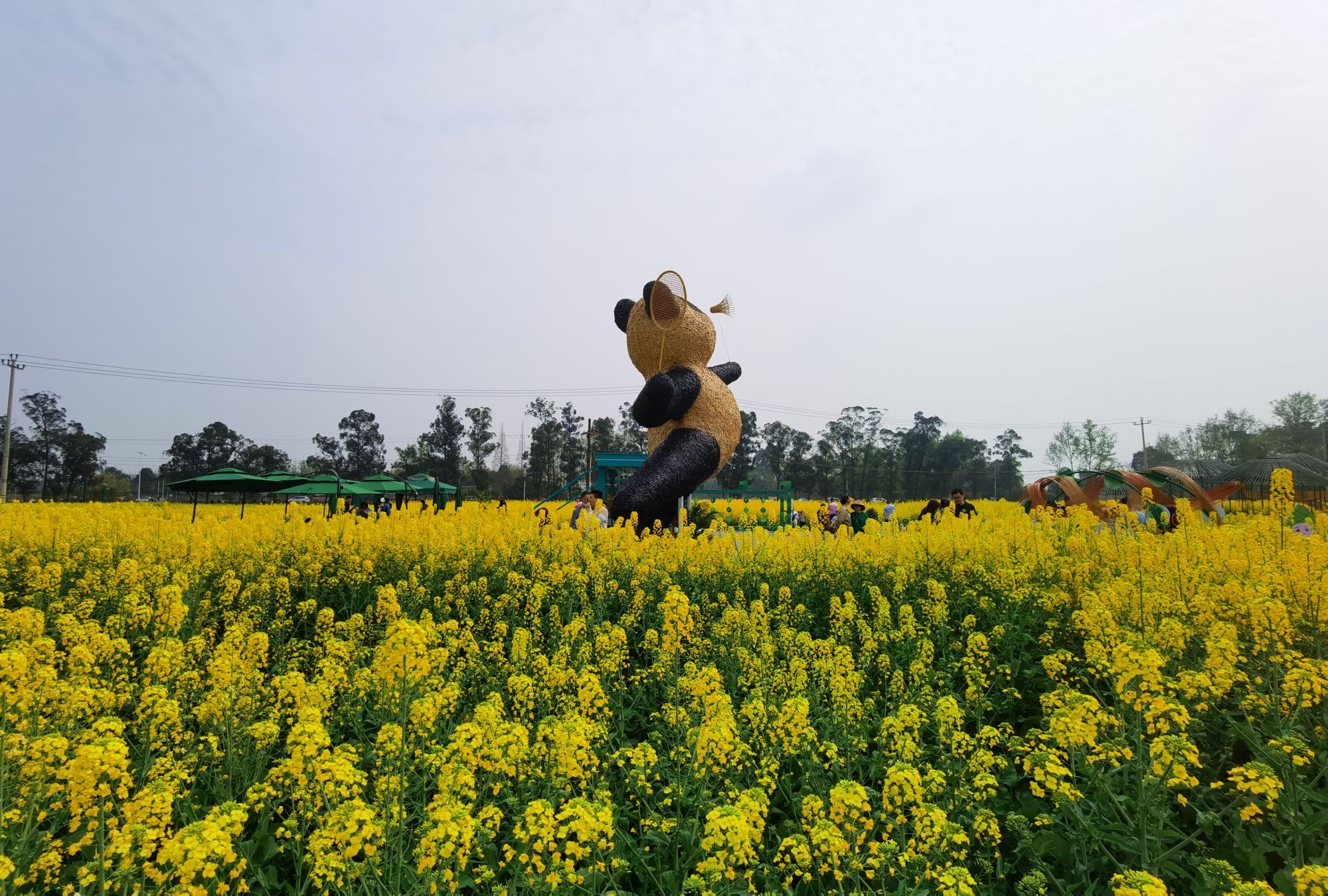 (转载)花重锦城,崇州独占三分春色
