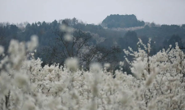 (转载)花重锦城,崇州独占三分春色