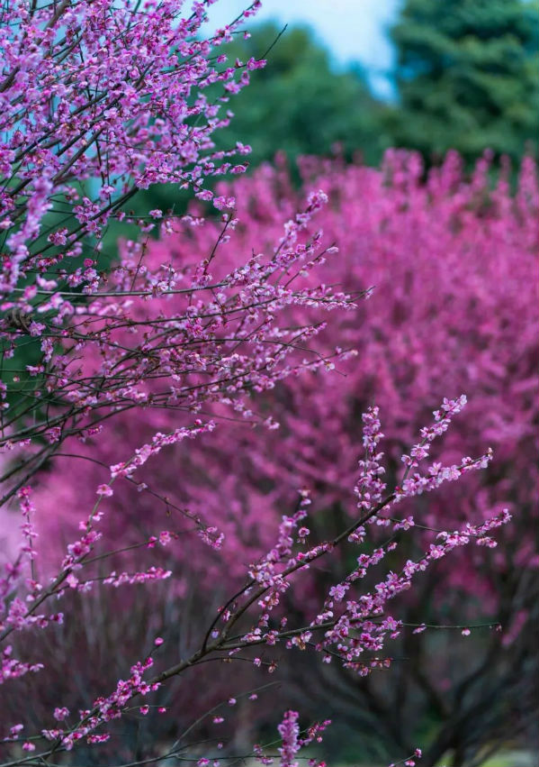 (转载)花重锦城,崇州独占三分春色