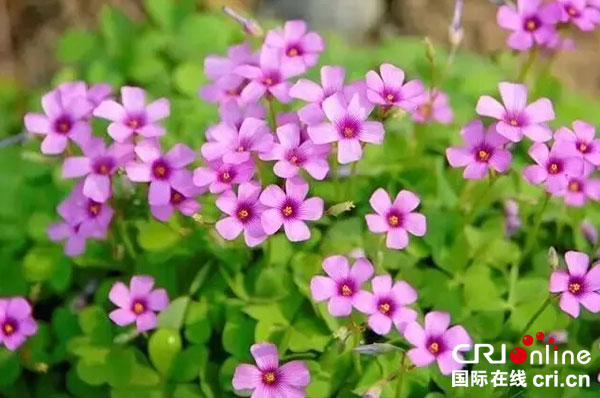 图片默认标题_fororder_春花烂漫