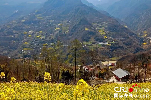 图片默认标题_fororder_菜花也来争芳华