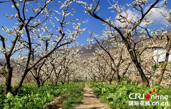 图片默认标题_fororder_李花盛开