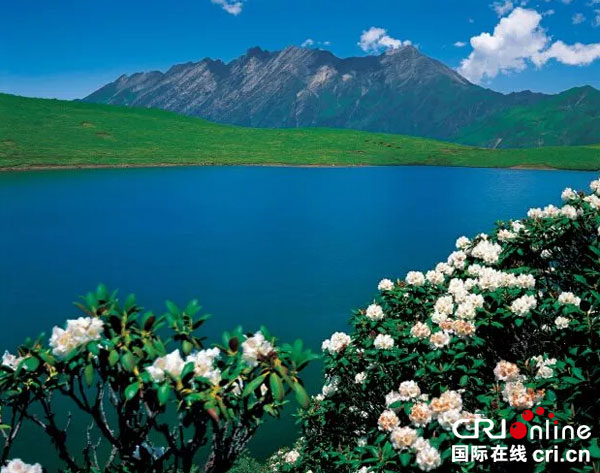 图片默认标题_fororder_羊角花、杜鹃花争相绽放