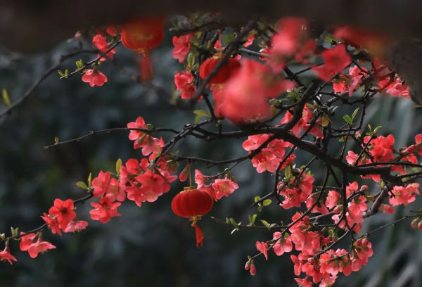 (转载)花重锦城,崇州独占三分春色