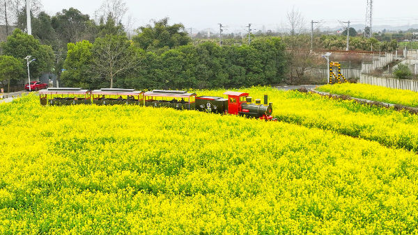 (转载)花重锦城,崇州独占三分春色
