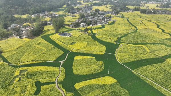 (转载)花重锦城,崇州独占三分春色