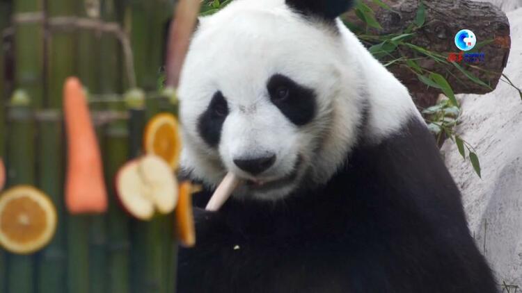 全球连线｜“大熊猫是和平和友谊的象征”——访莫斯科动物园园长