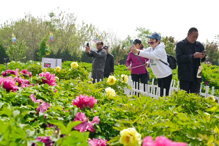 邯郸冀南新区:赏万株牡丹迎客来_fororder_微信图片_20230419151353