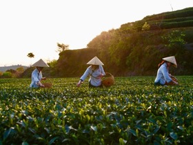 创新“公司+基地+农户”茶产业新模式 带动精准脱贫_fororder_1569381498(1)