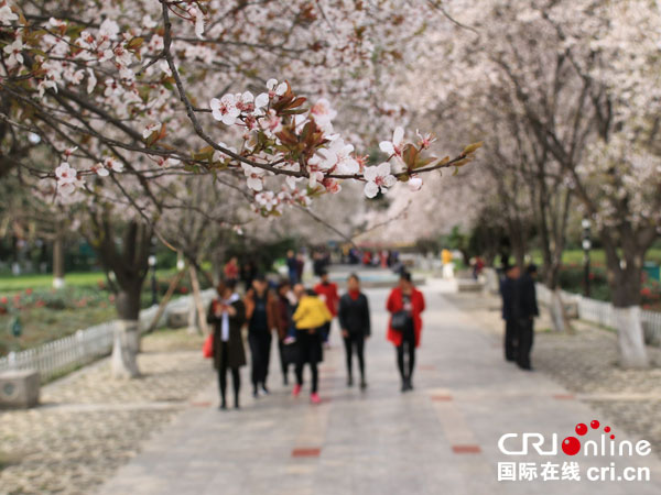 图片默认标题_fororder_6、游人漫步在叶红李下（洪刚摄）