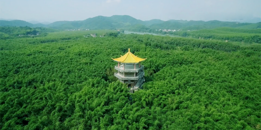 中国(广宁)竹产业创新发展峰会即将举行_fororder_4