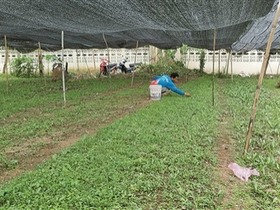 “试验站帮我们老挝发展现代农业”_fororder_1569382166(1)
