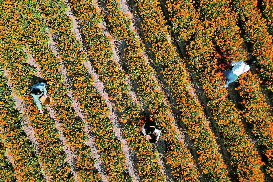 大理南涧:花田农事忙 农旅融合美_fororder_ade28