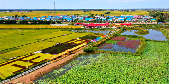 绥化有一张田园养生名片叫稻田公园