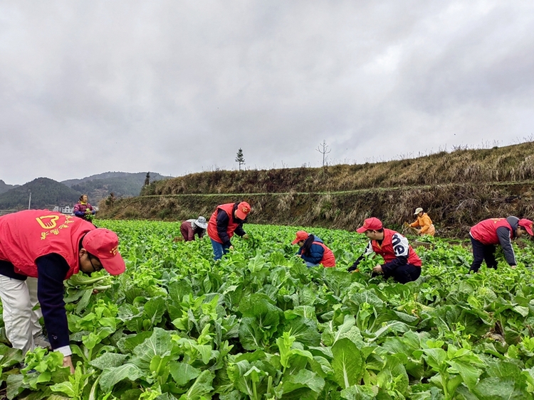 (供稿)贵州岑巩:白菜薹新鲜上市 带动群众增收致富_fororder_2、党员志愿者和当地村民一起采摘白菜薹。 (姚海燕 摄)