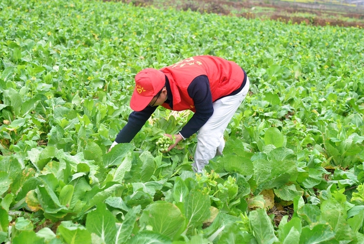 (供稿)贵州岑巩:白菜薹新鲜上市 带动群众增收致富_fororder_3、党员志愿者帮助群众采摘白菜薹。(姚海燕 摄)