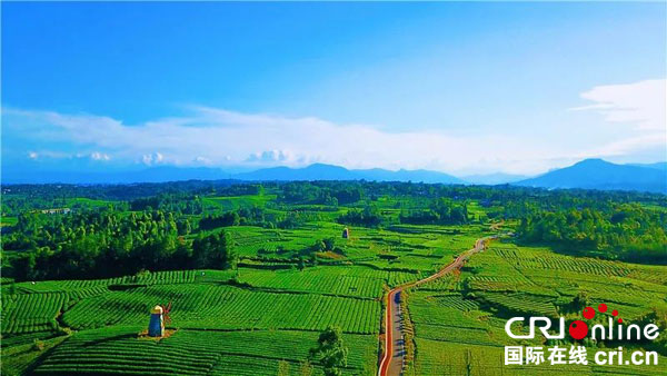 图片默认标题_fororder_蒙顶山茶园（雅安市委宣传部-供图）